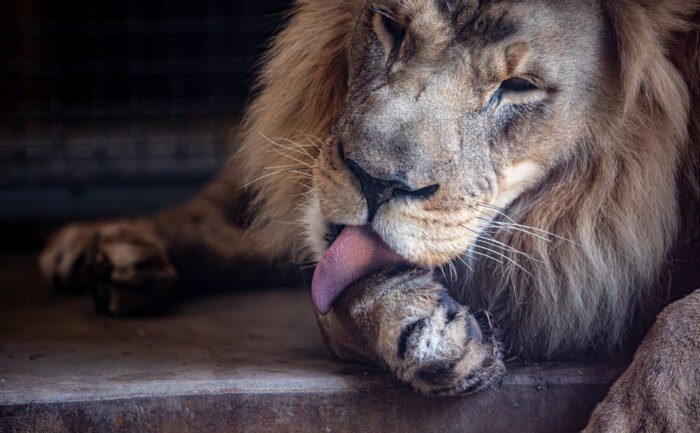 AGK Photography Went to the Zoo! A Lion licking his paw.